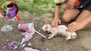 IL NOSTRO CAGNOLINO PROVA IL MILKSHAKE PAUROSO DI MC DONALD’S! È SVENUTO!! 😱 *grimace*