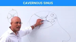 Cavernous Sinus | Structure and Function