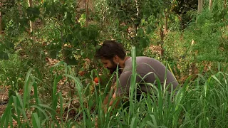 Syntropic Garden - Dryland Agroforestry in Southeast Portugal