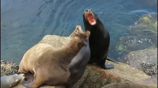 Barking CA Sea Lions