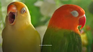 Two Lovebirds Chirping: Green Opaline & Creamino - April 2024