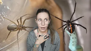 Keeping North America's MOST DEADLY SPIDERS .. as PETS?! the Brown Recluse & Black Widow