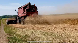 Пішла вода гаряча,Жнива сої pioneer,Врожай не як в усіх🥲