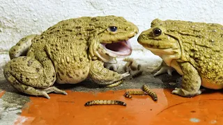 Big Asian bullfrog eating worms! Live Feeding