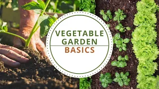 Vegetable Garden Basics for North Texas