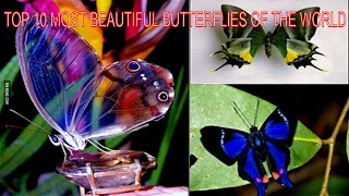 ❤❤❤TOP 10 MOST BEAUTIFUL BUTTERFLIES OF THE WORLD|| Insects Life❤❤❤