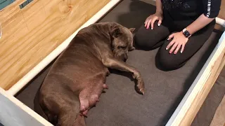 🔥🔥Birth of 14 Cane Corso puppies 🔥🔥