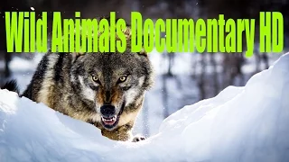 Wolves in Chernobyl Wild  Animals Documentary HD