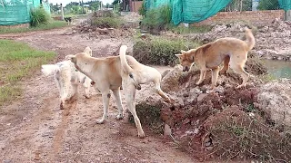 Lead three dogs to see home area || #1524  Nature Show
