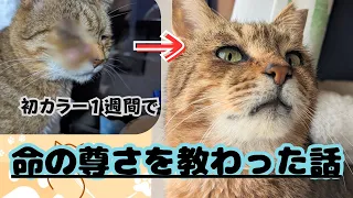 ただの初カラー１週間で、最終日に猫が伝えてくれたこと