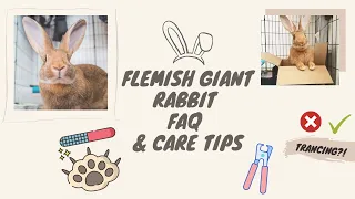 How To Trim Your Rabbit's Nails -  FAQ Tutorial (grooming tools + techniques) | Flemish Giant