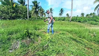 Roçando entre o abacateiro Geada e a jaqueta enxertada