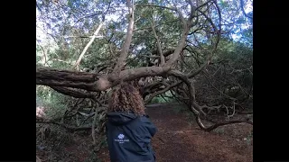 Flute to Ancient Yew Trees