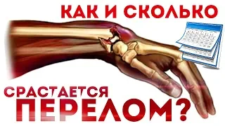 Сколько срастаются кости после перелома? Как именно срастаются кости после перелома?