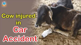 Cow Injured In Car Accident || Gau Seva Dham Hospital ||