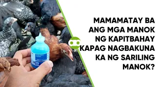 Mamamatay Ba ang mga Manok ng Kapitbahay Kapag Nagbakuna Ka ng Sariling Manok?