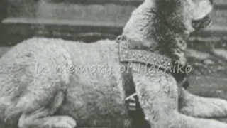 Hachiko's true story - A dog's tale of loyalty and devotion