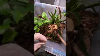 poo patrol - bioactive enclosure cleaning for Solomon island ground boa