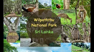 Explore the Wilpaththu National Park , Sri Lanka - Staying at Kokmote Bungalow for 3 days