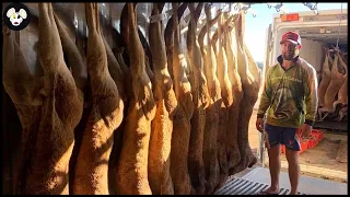 How Australian Farmers Are Trying To Deal With Millions Of Invasive Kangaroos | Farming Documentary