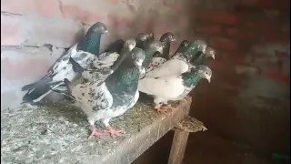 breeder kabootar setup 4sale #kabootar #kabutar #pigeon #teddykabootar #kabootarbazi #kabootarlovers