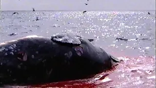 Охота на кита(эпизод #3). Чукотка. Россия. / Whale Hunt (episode # 3). Chukotka. Russia. 2002.