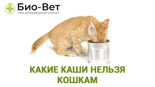 Каши Для Кошек & Какие Каши Нельзя Кошкам. Ветклиника Био-Вет