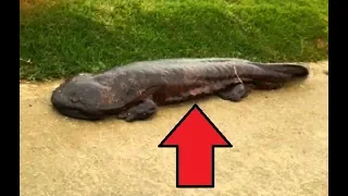 Everything You Need To know About Salamanders