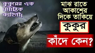 মাঝ রাতে আকাশের দিকে মুখ করে কুকুর কাঁদে কেন? জানলে চখের পানি ধরে রাখতে পারবেন না!