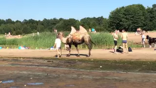 Сестрорецк, пляж, верблюд - ничего необычного