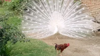 #The #peacock is #flying, the #white #peacock is #dancing and the #peacock is #speaking