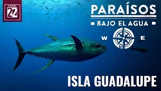 Isla Guadalupe