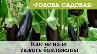 Голова садовая - Как не надо сажать баклажаны