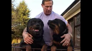 Roy Shaw and his Rottweilers!