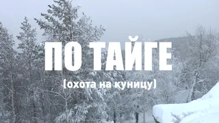 По тайге  Охота на куницу