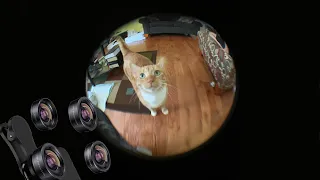 Reviewing Amazon’s fisheye lens