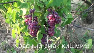 Красный смак кишмиш