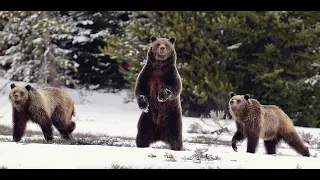 Grizzly Bears(399)Standing Compilation-Wildlife Photography-Jackson Hole/Grand Tetons/Yellowstone