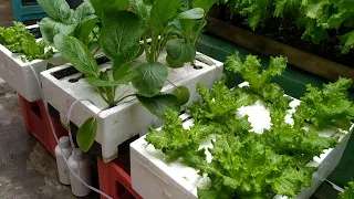 Simple floating raft hydroponics || hydroponic lettuce harvest at home