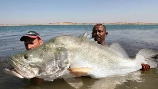 Monster Nile Perch 114 lbs in the Lake Nasser Egypt - HD by Yuri Grisendi