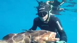 Spearfishing 8.35kg Dusky Grouper - Uri Binsted Spearfishing