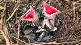 Гнездо Сороки / Common magpie nest / Nido di gazza