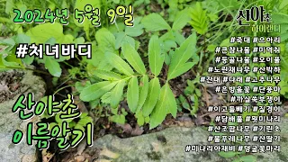 산야초 이름알기 20240509 #산야초하이랜더