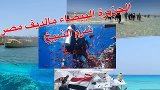 الجزيرة البيضاء شرم الشيخ