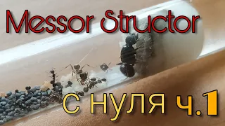 Messor Structor с нуля. Как поднять колонию? Ч.1