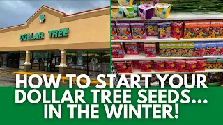 How to start planting Dollar Tree seeds in the winter!