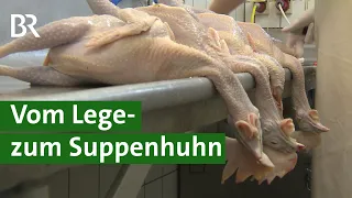 Hühnersuppe: Legehennen kommen als Suppenhühner in den Suppentopf | Huhn Doku | Unser Land | BR