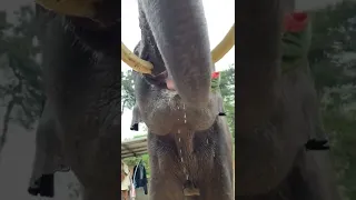 Elephant Eating Watermelon