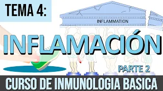 Inflamación Parte 2: Activación Leucocitaria, Fagocitosis, Mediadores de Origen Celular