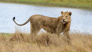 Lions Adapt Their Hunting Technique To Survive | Swimming With Lions | Real Wild